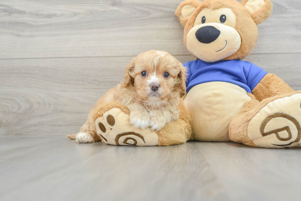 Cavapoo Puppy for Adoption