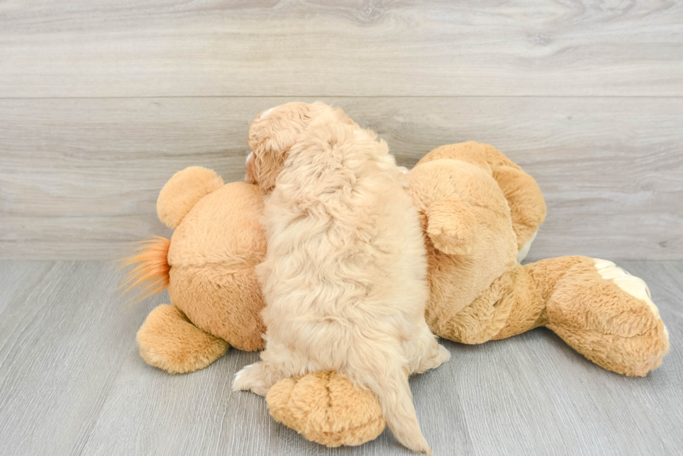 Cavapoo Pup Being Cute