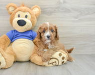 8 week old Cavapoo Puppy For Sale - Windy City Pups