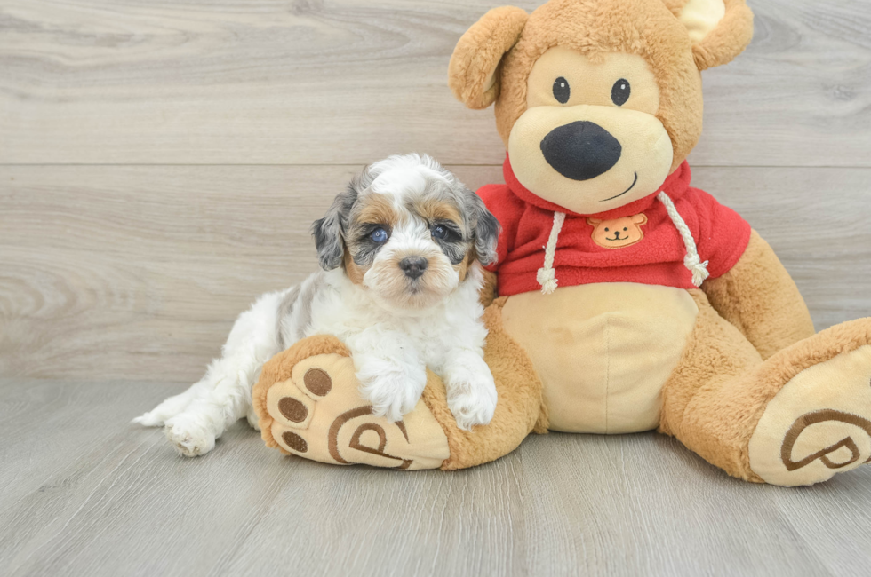 6 week old Cavapoo Puppy For Sale - Windy City Pups