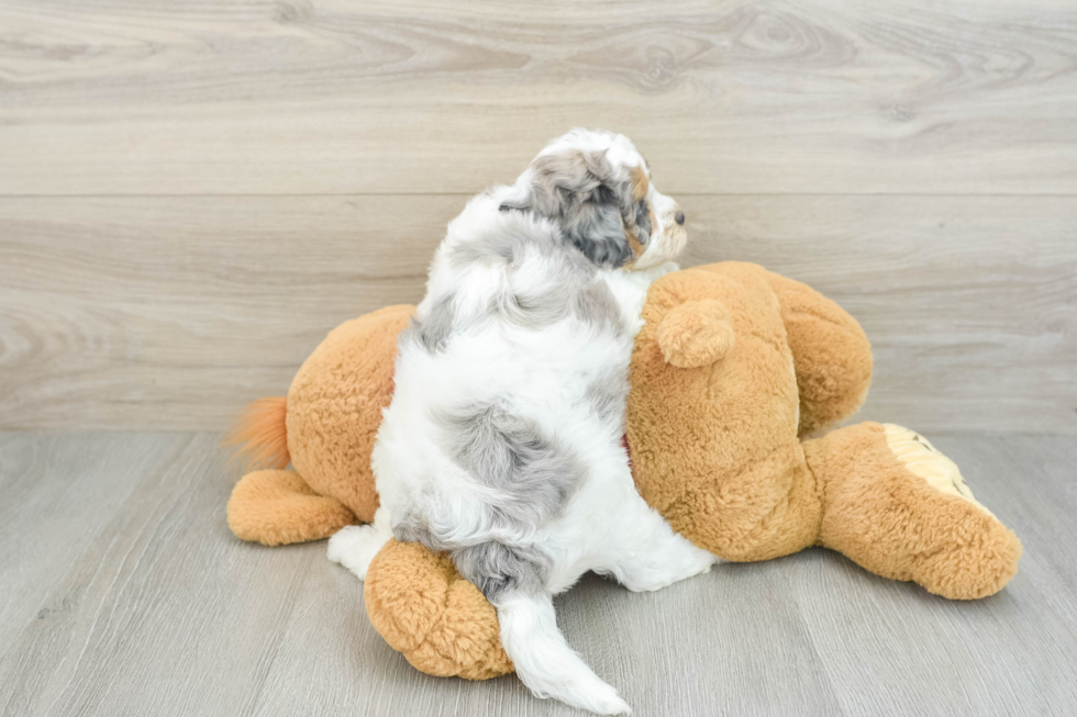 Cavapoo Pup Being Cute