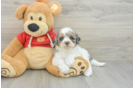 Cute Cavapoo Baby