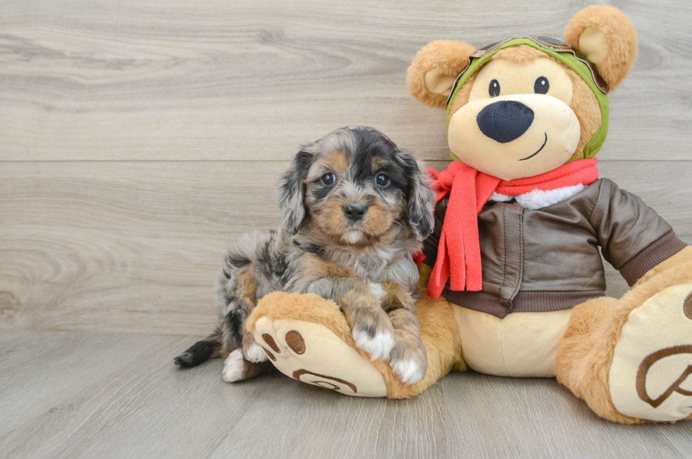 5 week old Cavapoo Puppy For Sale - Windy City Pups