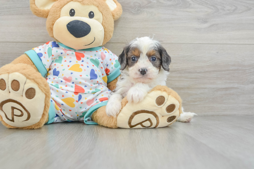 6 week old Cavapoo Puppy For Sale - Windy City Pups