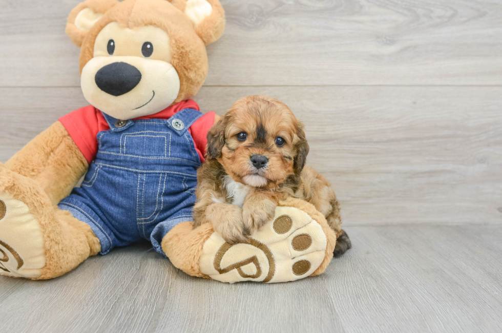 6 week old Cavapoo Puppy For Sale - Windy City Pups