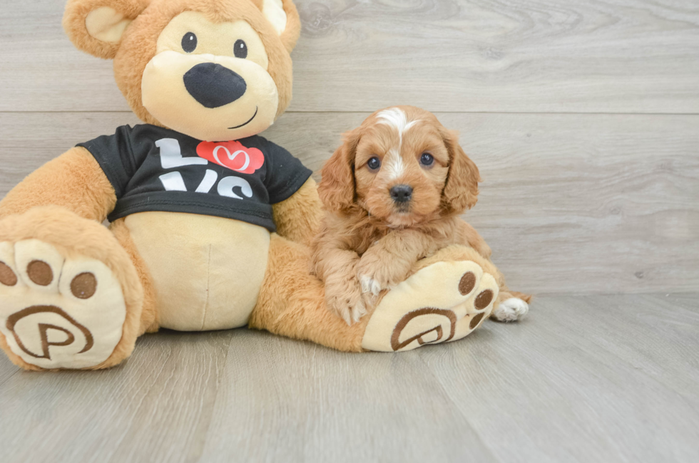 7 week old Cavapoo Puppy For Sale - Windy City Pups