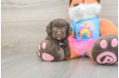 Small Cavapoo Baby