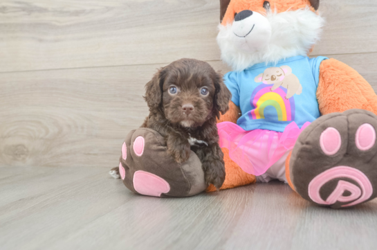 Small Cavapoo Baby