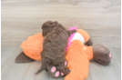 Adorable Cavalier King Charles Spaniel and Poodle Mix Poodle Mix Puppy