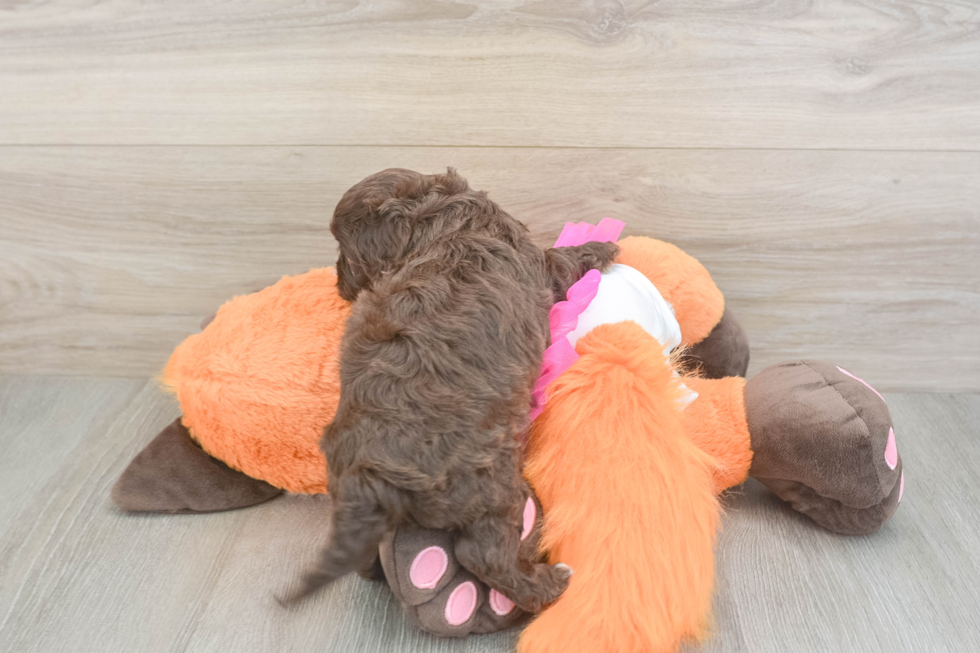 Adorable Cavalier King Charles Spaniel and Poodle Mix Poodle Mix Puppy