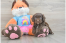 Sweet Cavapoo Baby