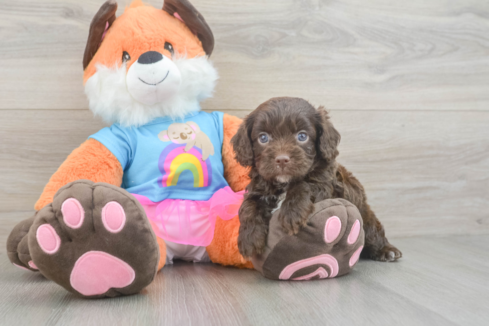 Sweet Cavapoo Baby