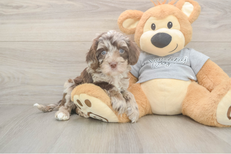 Cavapoo Pup Being Cute