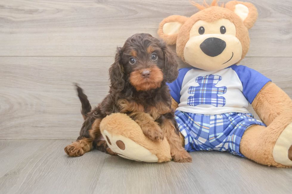 5 week old Cavapoo Puppy For Sale - Windy City Pups