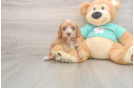 Small Cavapoo Baby