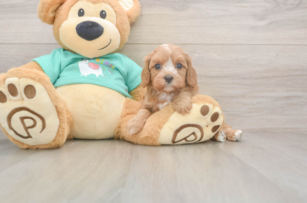 6 week old Cavapoo Puppy For Sale - Windy City Pups