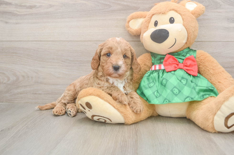 5 week old Cavapoo Puppy For Sale - Windy City Pups