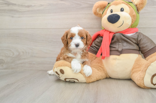 Cavapoo Puppy for Adoption
