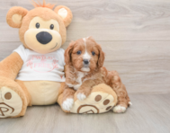 8 week old Cavapoo Puppy For Sale - Windy City Pups