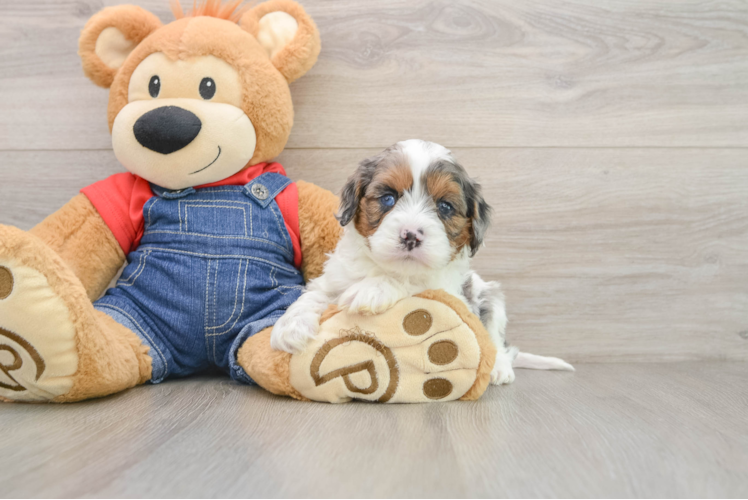 Smart Cavapoo Poodle Mix Pup