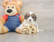 8 week old Cavapoo Puppy For Sale - Windy City Pups