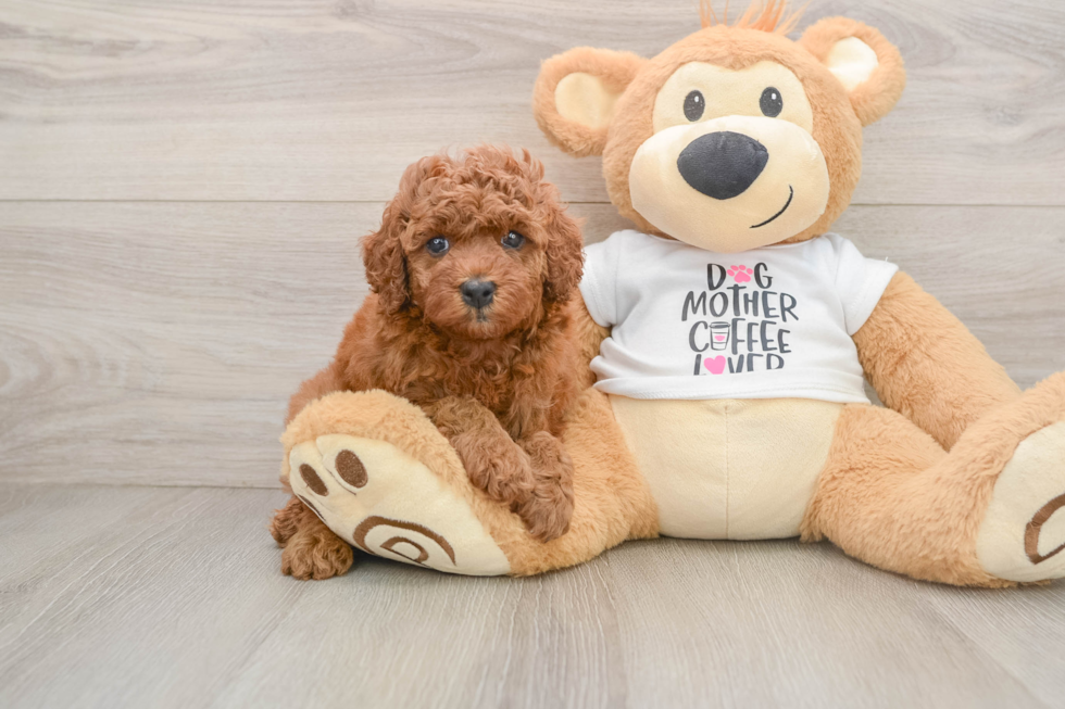 Cavapoo Puppy for Adoption