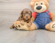7 week old Cavapoo Puppy For Sale - Windy City Pups