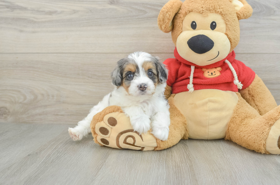 6 week old Cavapoo Puppy For Sale - Windy City Pups