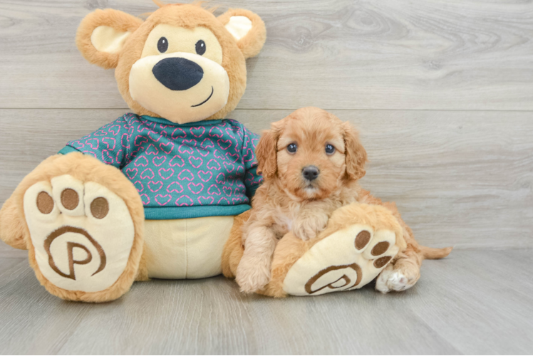 Cavapoo Pup Being Cute