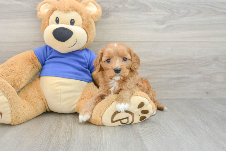 Cavapoo Puppy for Adoption