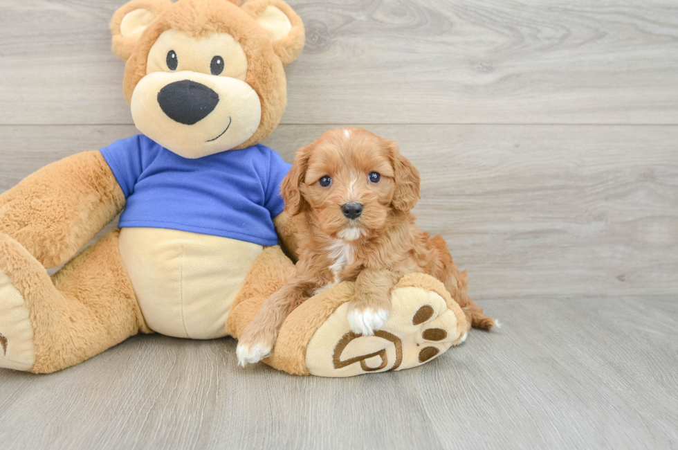 7 week old Cavapoo Puppy For Sale - Windy City Pups