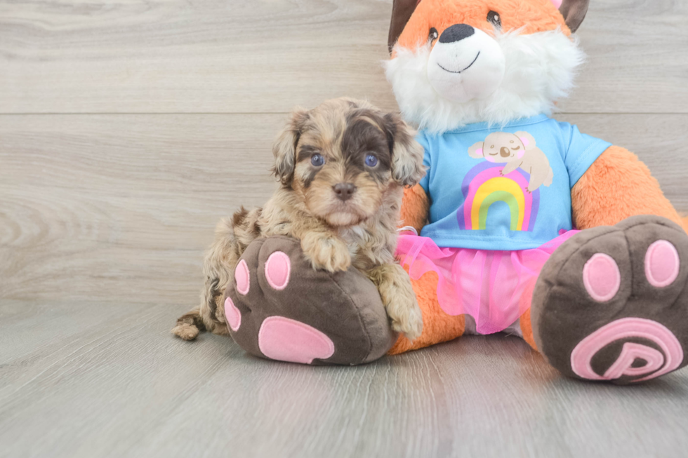 Hypoallergenic Cavadoodle Poodle Mix Puppy