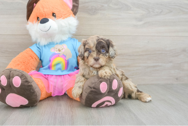 Cavapoo Puppy for Adoption