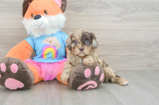 Cavapoo Puppy for Adoption