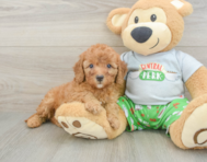 8 week old Cavapoo Puppy For Sale - Windy City Pups