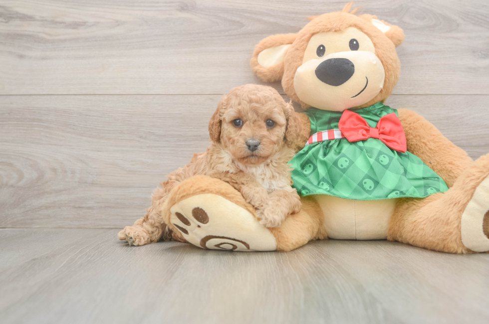5 week old Cavapoo Puppy For Sale - Windy City Pups