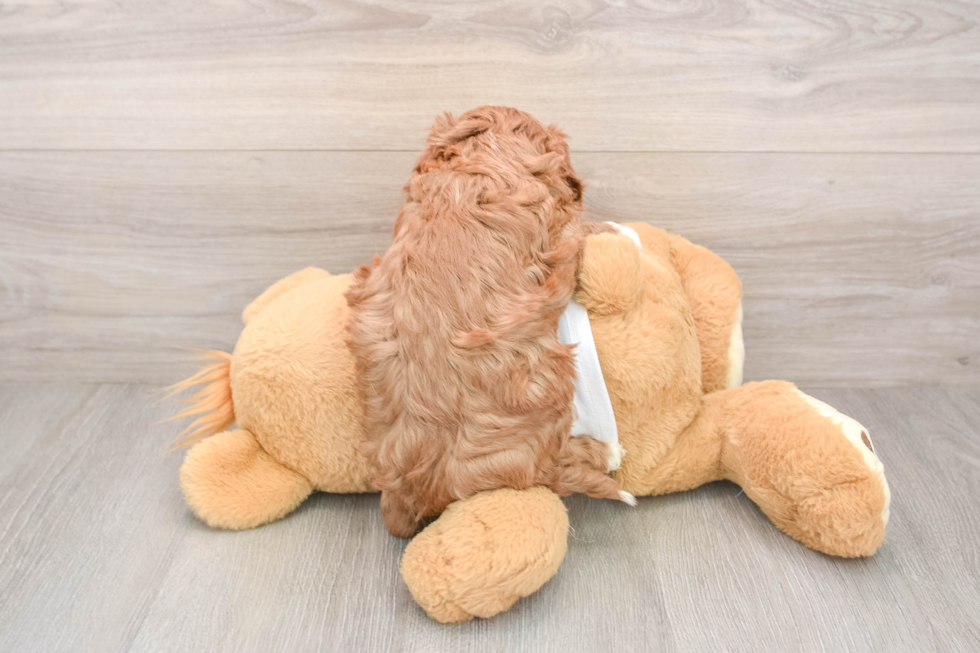 Cavapoo Pup Being Cute