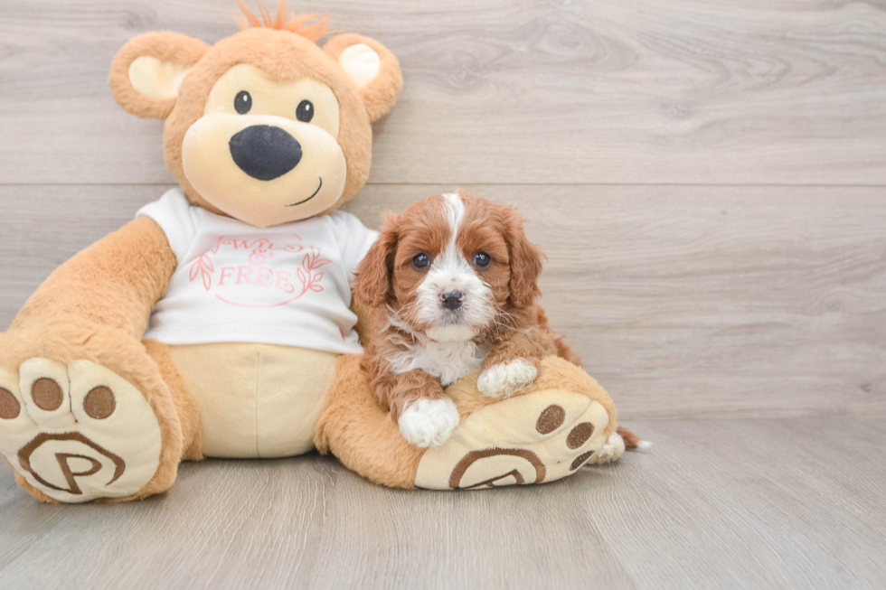 Best Cavapoo Baby