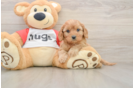 Cavapoo Puppy for Adoption