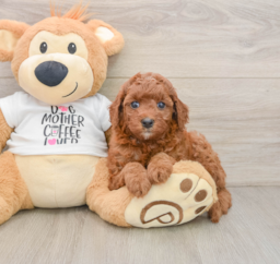 7 week old Cavapoo Puppy For Sale - Windy City Pups