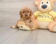 8 week old Cavapoo Puppy For Sale - Windy City Pups
