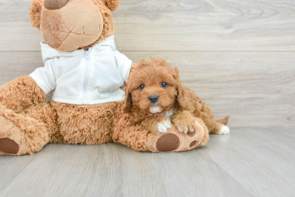 Best Cavapoo Baby