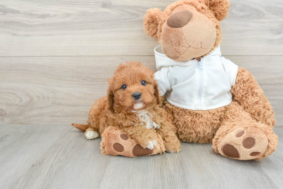 Little Cavipoo Poodle Mix Puppy