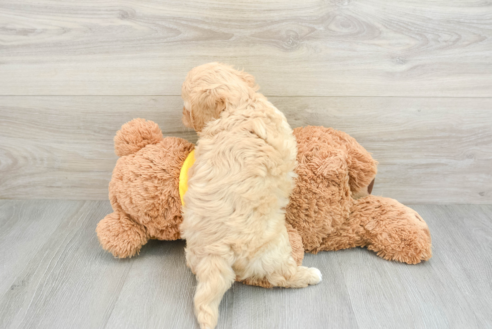 Playful Cavapoodle Poodle Mix Puppy