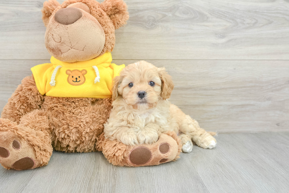 Sweet Cavapoo Baby