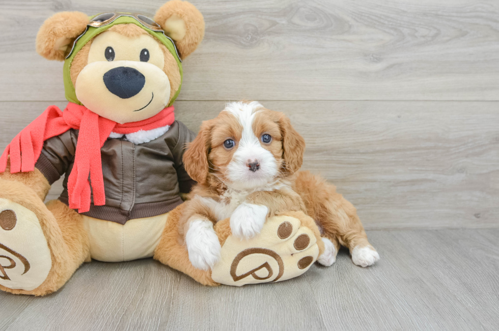 5 week old Cavapoo Puppy For Sale - Windy City Pups