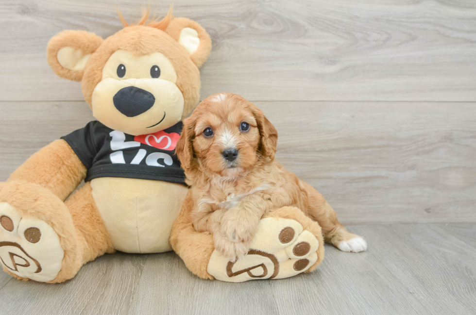 7 week old Cavapoo Puppy For Sale - Windy City Pups