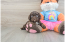 Energetic Cavoodle Poodle Mix Puppy