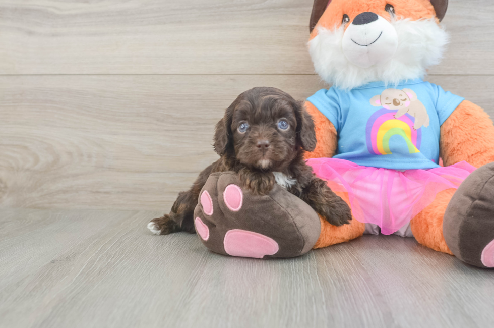 5 week old Cavapoo Puppy For Sale - Windy City Pups