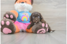 Best Cavapoo Baby
